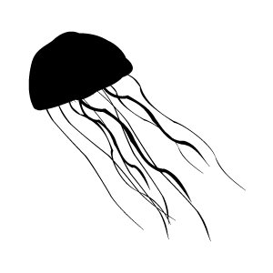 coomera pod jellyfish
